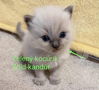 Ragdoll mačiatká bez pp - 2