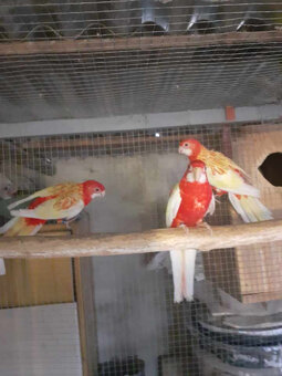 ponúkam na predaj - 2