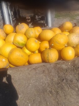 Predam tekvicové semená - 2