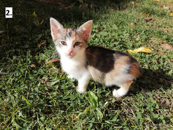 Darujem mačiatka - 2