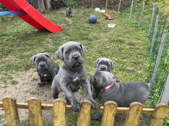 Cane Corso Šteniatka bez PP - 2