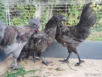 Predám sliepky gh mong - 2