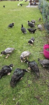 Predam cincke kacky - 2