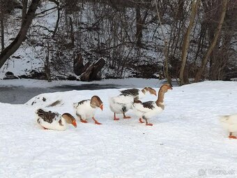 Cholmogorské husi - 2