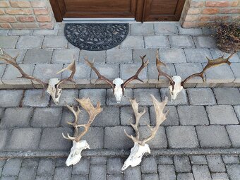 Trofeje danielov - 2