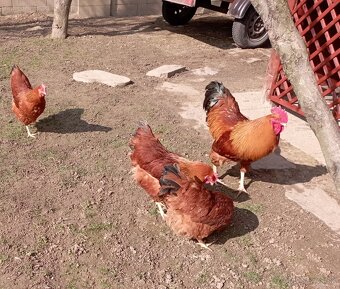 NÁSADOVÉ VAJCIA HEMPŠÍRKY - 2