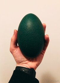 Emu vajcia - 2