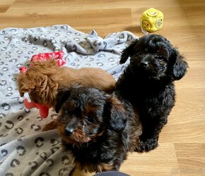 toy pudel hybrid toy poodle maltipoo, cavapoo, shihpoo - 2