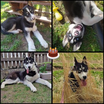 Husky na krytie - 2