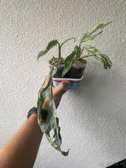 Monstera adansonii indonesian marble - 2