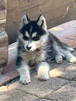 Sibírsky Husky - 2