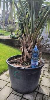 Sabal brazoriensis veľmi vzácna palma - 2