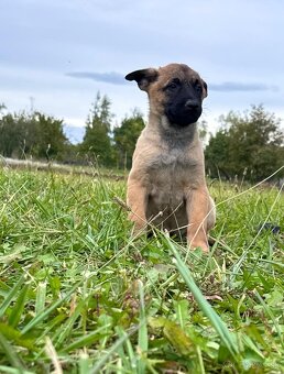 Belgický ovčiak Malinois šteniatka s PP - 2