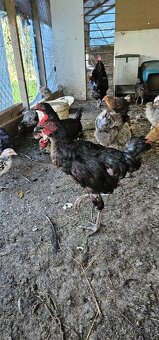 Predam mladeho kohuta - 2