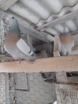 Predam holuby Koburske skovranky. - 2