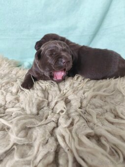 Labrador retriever s PP , Labradorsky retriever - 2