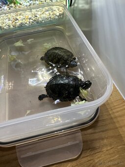 Vodne korytnacky - 2