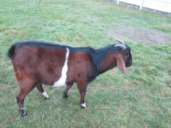 anglonubijsky cap - 2