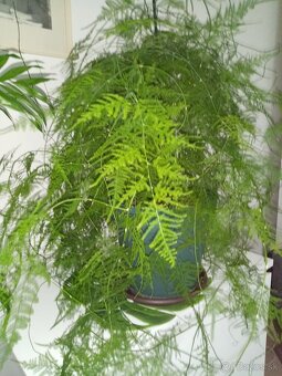 predám izbový kvet ASPARAGUS - 2