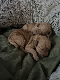 Pudel Toy/trpaslik bez pp - 2