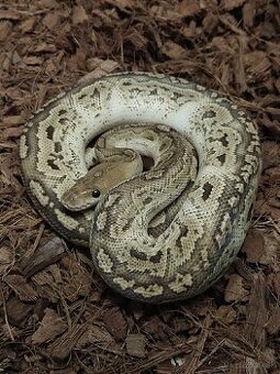 Python regius CB/24/25 Doprava po SR/Faunia/ZE/Akvatera - 2