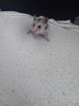 Škrečok sýrsky - 2