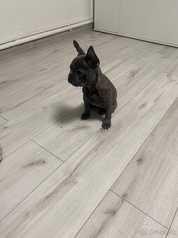 Francuzsky buldoček - 2