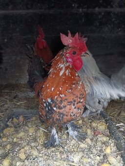 Predám milferkovych kohutov - 2