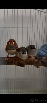 Zebricky 2x samček - 2