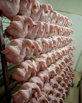 kura broiler - 2