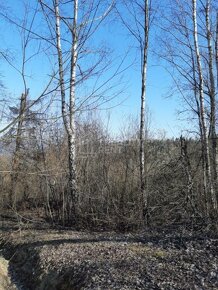 Predaj: lesný pozemok Čadca-Horelica - 2