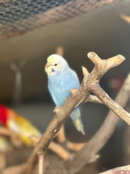 Andulky a korely - 2