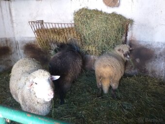 Merino -chovné stado - 2
