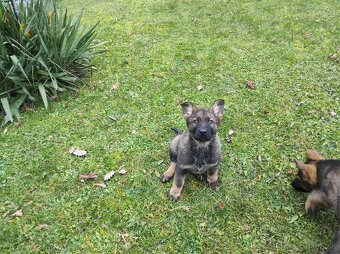 Nemecký ovčiak - 2