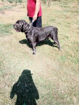 Darujem cane corso 3r. Pes - 2