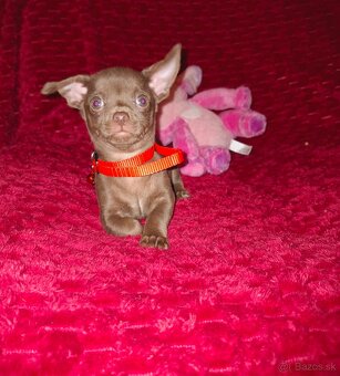 čivava čokoládové šteniatka - 2