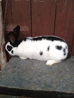 Nemecký obrovity strakač - 2