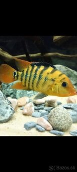 Americké cichlidy - 2