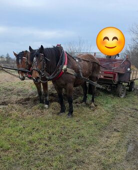 Predam tažne koňe s papiermi - 2