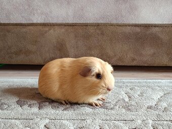 Morča,morské prasiatko - 2