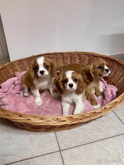 Cavalier king charles španiel, kavalier - 2