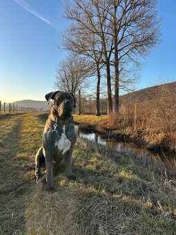 Na krytie Cane Corso - 2