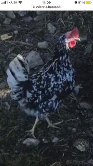 Leghorn exchequier - dominant - 2