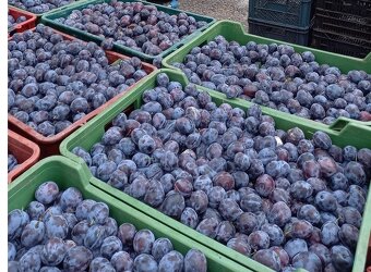 SLIVKY A HRUŠKY NA KVAS - odber sobota 18.10. - 2