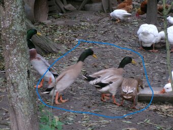 Predám indické bežce - 2