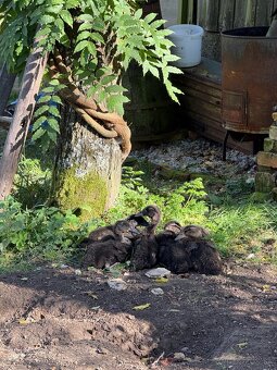 Predam indickych bezcov - 2