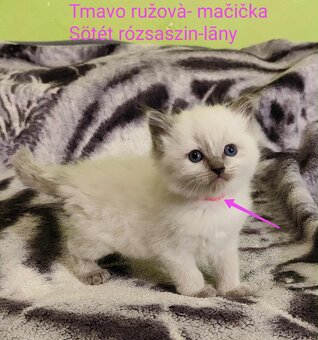Ragdoll mačiatká bez pp - 2
