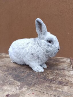 Čistokrvné Vss a Čv - 2