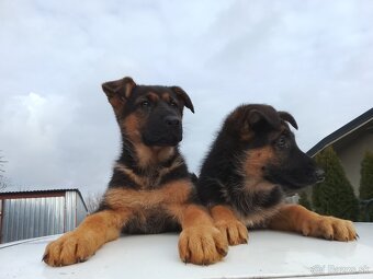 Nemecký ovčiak - 2