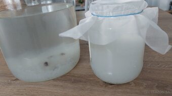 tibi krystaly - tibetska huba na vodovy napoj 250g - 2